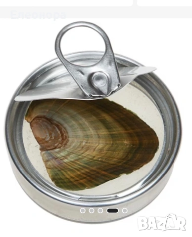 Колие с перла изненада в истинска мида , снимка 5 - Колиета, медальони, синджири - 53611454