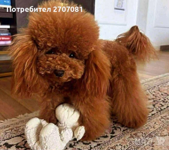 Той пудел, снимка 5 - Пудели - 40734260