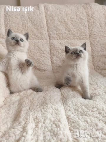 в Хасково не са красиви те просто са уникални момченца, снимка 2 - Британска късокосместа - 53855216