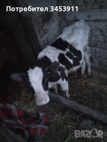 Мъжко отбито 