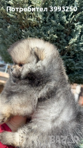Мини момчета померан, снимка 7 - Померан - 53803711