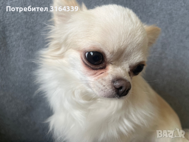 Мъжко Чихуахуа за разплод, снимка 2 - Чихуахуа - 44712554