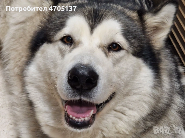 Прекрасен малък Аляски маламут търси своето семейство., снимка 10 - Хъски - 53056210