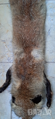 Кожа шал от лисица , снимка 9 - Антикварни и старинни предмети - 52920531