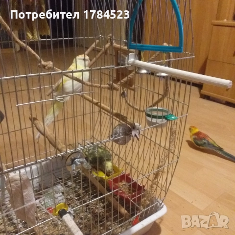 Поен папагал 2025г., снимка 3 - Папагали - 52617993