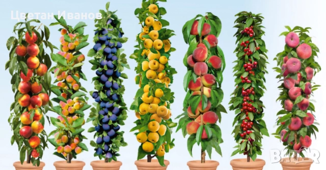 Продавам овощни дръвчета различни видове