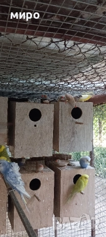 Зеброви Амадини !, снимка 8 - Амадини - 51553461