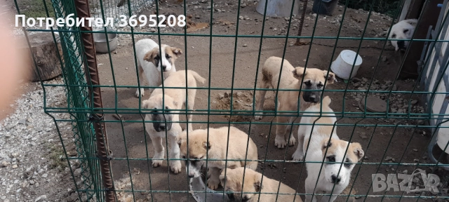 Продавам малки кученца кръстоска между кангал и средноазиатска овчарка , снимка 1