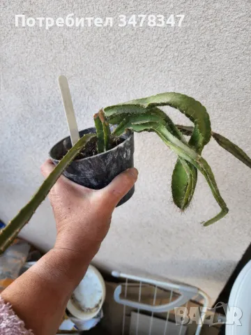 Selenicereus Testudo, снимка 3 - Стайни растения - 50243944