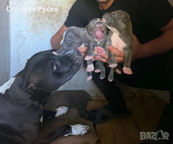 американско були ХЛ и стафордшир + стафордширски териер  american bully xl   здравейте имаме бебета 