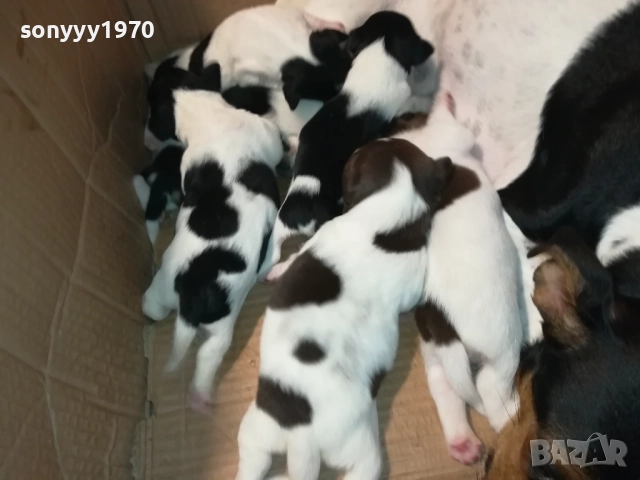 ДЖАК РЪСЕЛ-ПРОДАВАМЕ КУЧЕНЦА 250ЛВ ЗА БРОЙ 2908250958, снимка 4 - Джак ръсел териер - 51530695