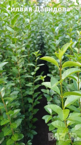 Лигуструм за жив плет, снимка 10 - Градински цветя и растения - 53863765