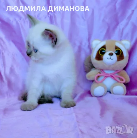 Шотландско момиче със сини очи. , снимка 6 - Британска късокосместа - 56358555