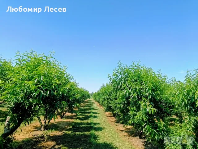 Овощна градина-праскови, снимка 4 - Земеделска земя - 55752653