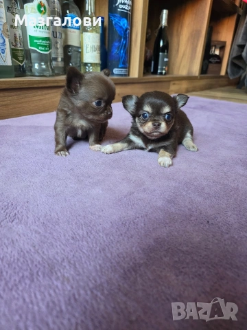 Продавам чихоа