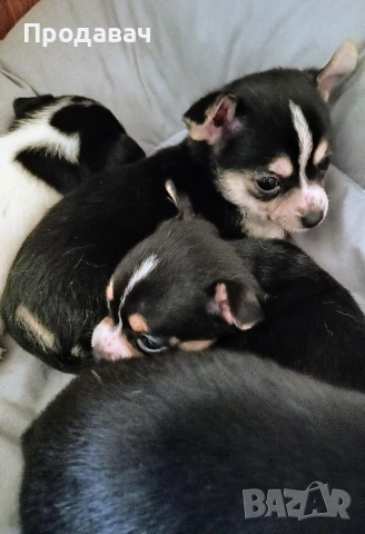 Чихуахуа , снимка 7 - Чихуахуа - 52887091