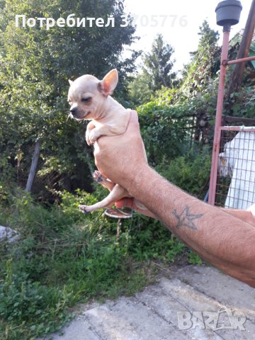 Мини пинчери и чихупинчери, снимка 9 - Пинчер - 40767138