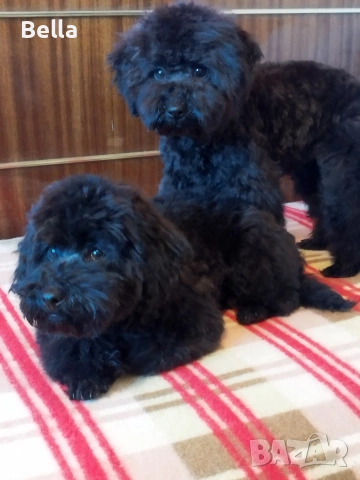 Мини пудел , снимка 15 - Пудели - 53132342