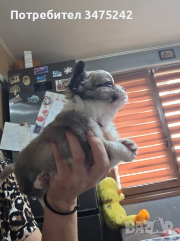 Мини чихуа момче, снимка 2 - Чихуахуа - 52882174