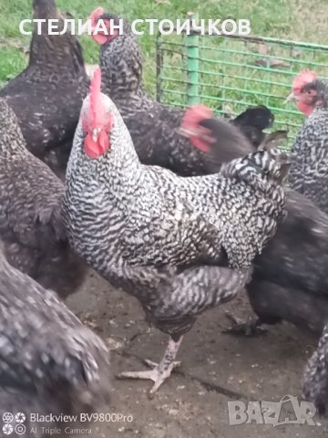 Кокошки и Яйца за люпене от маран сребърна кукувица 
