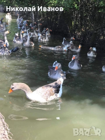 Гъши яйца , снимка 3 - Патици и гъски - 53617584