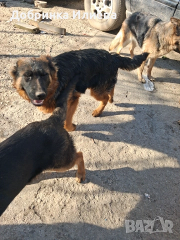 Продавам елитни немски овчарки, на 4 месеца, три ваксини, обезпаразитени., снимка 10 - Немска овчарка - 53387270