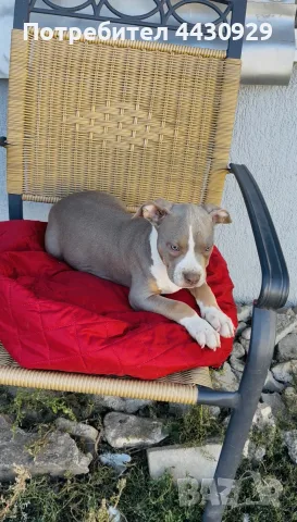 American Bully XL, снимка 10 - Американски стафордширски териер - 56359868