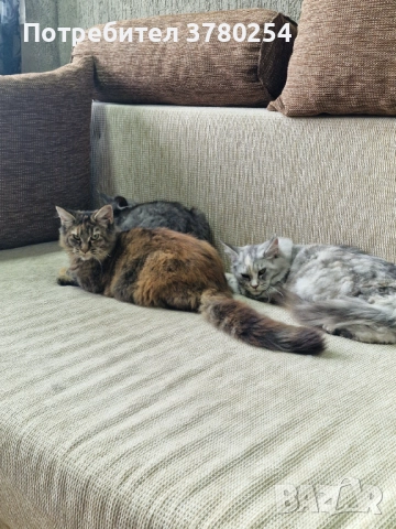 Мейн Кун , снимка 8 - Мейн кун - 52314032