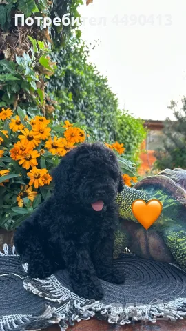 Кавапу Cavapoo F1b, снимка 3 - Други - 55971243