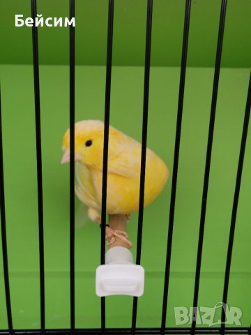 Канари, снимка 6 - Канари - 39417016