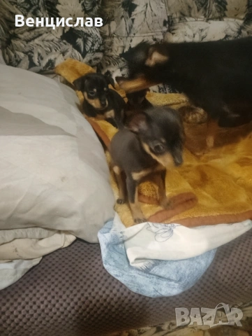 Пинчерчета, снимка 4 - Пинчер - 53850774