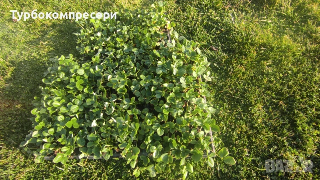 Предлагам разсад целогодишни ягоди сорт Албион , снимка 3 - Разсади - 53777421