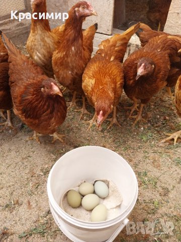 Зелени разплодни яйца от кокошка Великденска носачка Ексел , снимка 6 - други­ - 44279674
