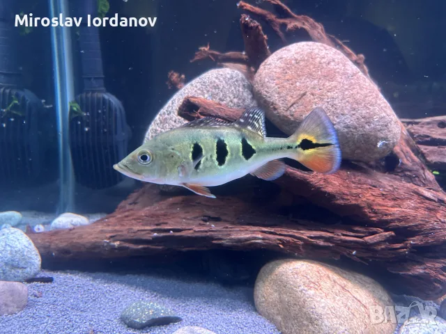 цихли peacock bass