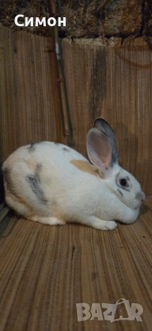 Зайци , снимка 4 - Други - 53237510