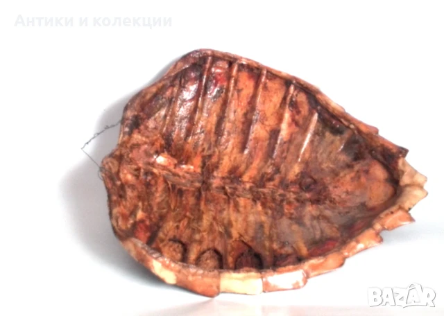 голяма коруба на австралийска костенурка, снимка 4 - Антикварни и старинни предмети - 51261609
