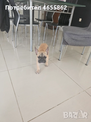 Френски съкровища търсят любящи стопани, снимка 7 - Френски булдог - 52474199