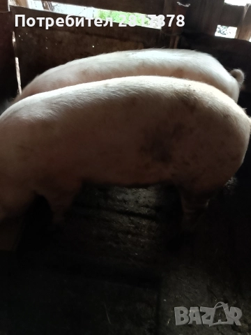 продава се Ямбол , снимка 2 - Прасета - 52876851