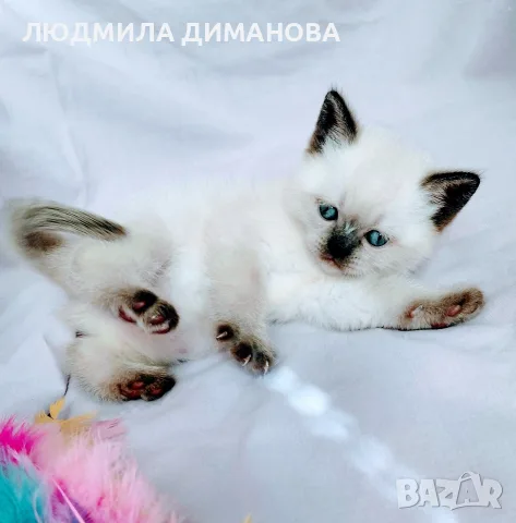 Шотландско колорпойнт момиче. , снимка 5 - Британска късокосместа - 56335914