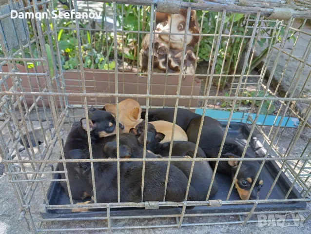 продавам мини пинчери , снимка 5 - Пинчер - 55747549