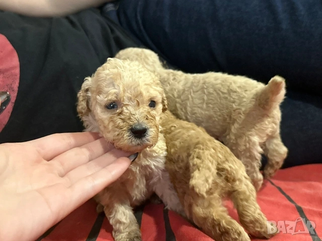 Пудел той , снимка 9 - Пудели - 53697550