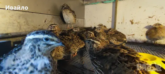 пъдпъдъци , снимка 8 - други­ - 49160828