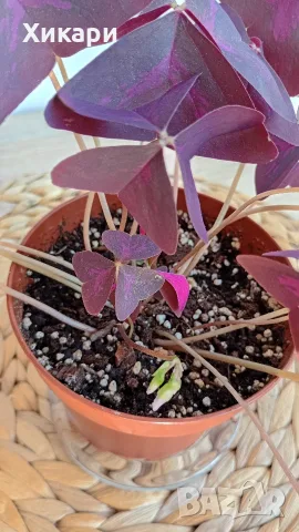 Оксалис Oxalis Triangularis , снимка 4 - Стайни растения - 55161287