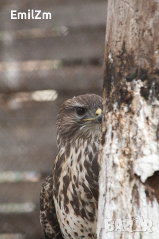 Фотоапарат Canon 350D, снимка 7 - Фотоапарати - 52166517