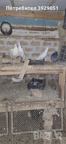 Продавам пощенски гълъби, снимка 2 - Гълъби - 52872158