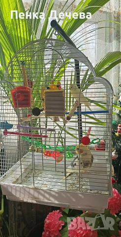 продавам два папагала със клетката., снимка 2 - Папагали - 53573341