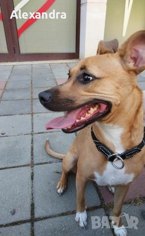 Разхождане на кучета, снимка 4 - Ветеринари и услуги - 50857550