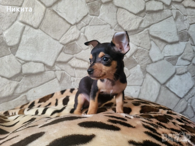 пинчери, снимка 3 - Пинчер - 53141626