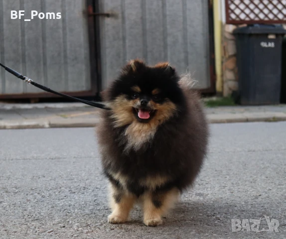 Уникално момиченце померан с родословие FCI, снимка 9 - Померан - 49781261
