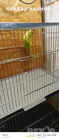 малък александър , снимка 2 - Папагали - 52590060
